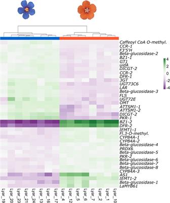 Changes at a Critical Branchpoint in the Anthocyanin Biosynthetic Pathway Underlie the Blue to Orange Flower Color Transition in Lysimachia arvensis